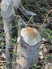 Castorimorpha