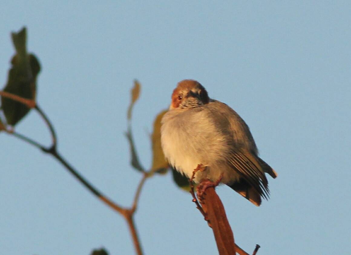 Red-capped Crombec (Sylvietta ruficapilla), photo 5