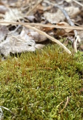 Plagiothecium cavifolium