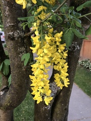 Laburnum anagyroides