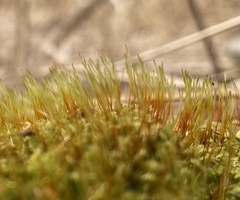 Plagiothecium cavifolium