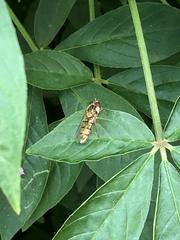 Episyrphus balteatus