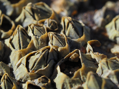 Austrominius modestus