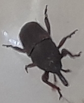 Sitophilus granarius