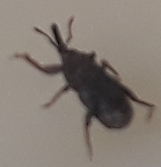 Sitophilus granarius