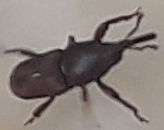 Sitophilus granarius
