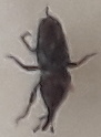Sitophilus granarius