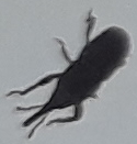 Sitophilus granarius