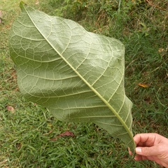 Nicotiana tomentosiformis