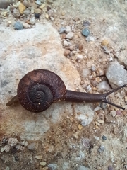 Austrorhytida capillacea