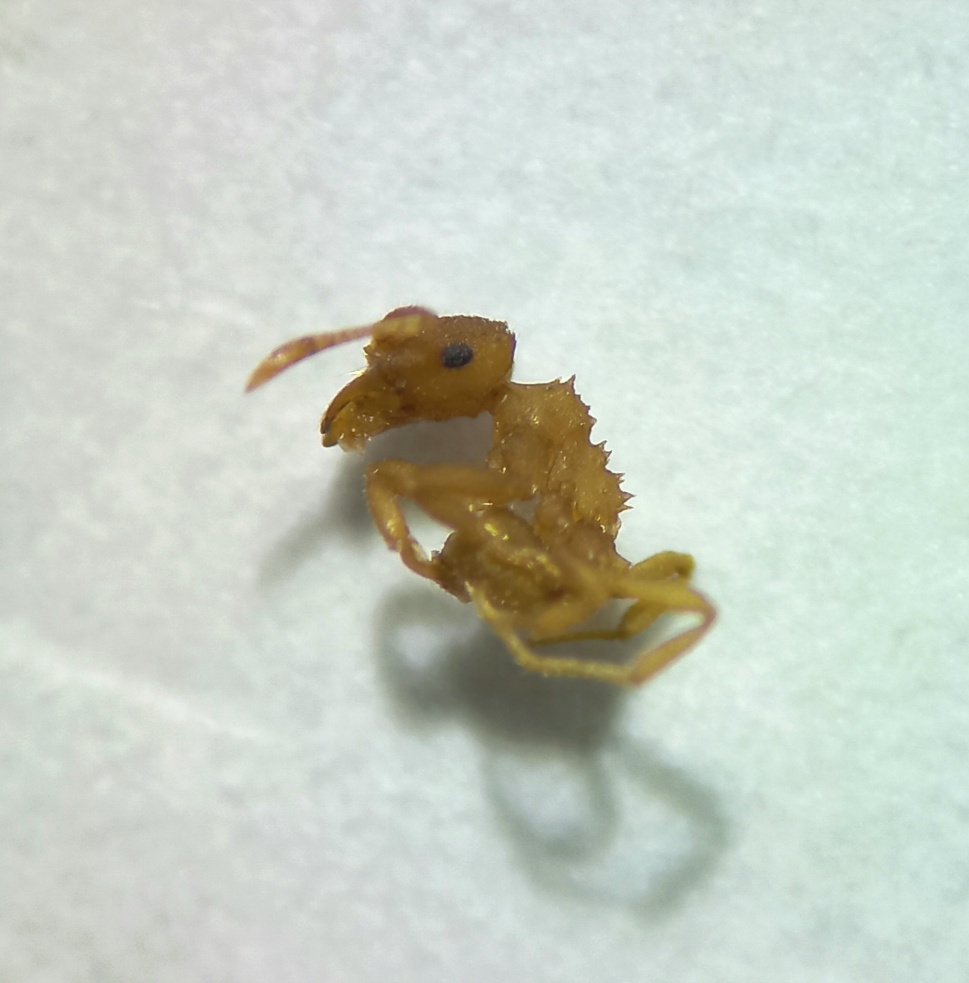 Mycocepurus obsoletus