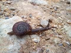 Austrorhytida capillacea