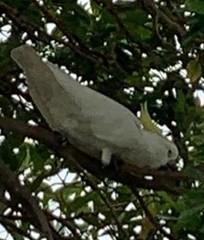 Cacatua galerita