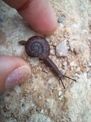 Austrorhytida capillacea