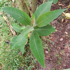 Nicotiana tomentosiformis
