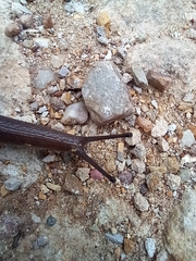 Austrorhytida capillacea