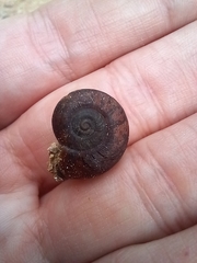 Austrorhytida capillacea