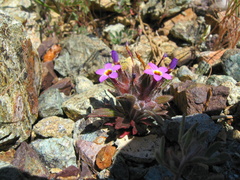Collomia diversifolia
