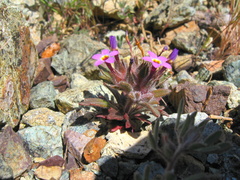 Collomia diversifolia