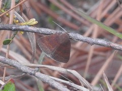 Argyrostrotis deleta