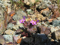 Collomia diversifolia