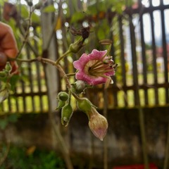 Nicotiana tomentosiformis