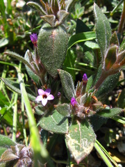 Collomia diversifolia