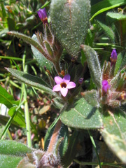 Collomia diversifolia