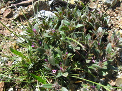 Collomia diversifolia