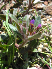 Collomia diversifolia