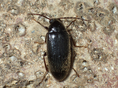 Hymenorus
