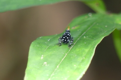 Kalidasa nigromaculata