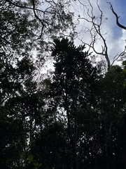 Polyscias kavaiensis