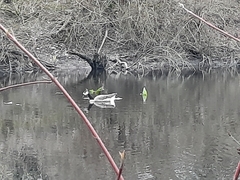 Anser anser × Branta canadensis