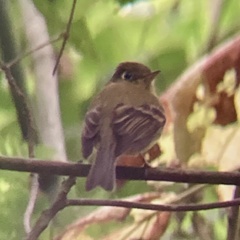 Empidonax flavescens