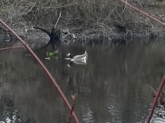 Anser anser × Branta canadensis