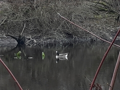 Anser anser × Branta canadensis