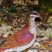 Key West Quail-Dove - Photo (c) Allan Hopkins, some rights reserved (CC BY-NC-ND)