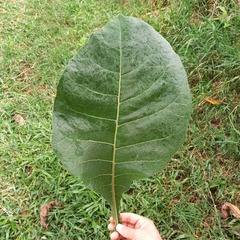 Nicotiana tomentosiformis