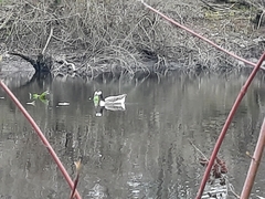 Anser anser × Branta canadensis