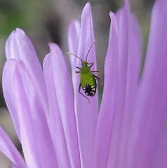 Macrotylus amoenus