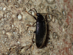 Hymenorus