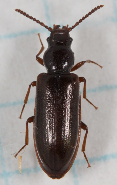 Priognathus