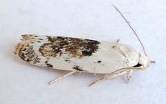 Antaeotricha fuscorectangulata