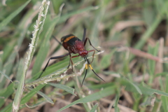 Compsocryptus melanostigma