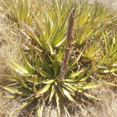 Agave angustiarum