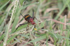 Compsocryptus melanostigma