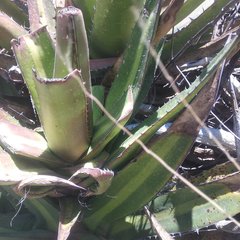 Agave angustiarum