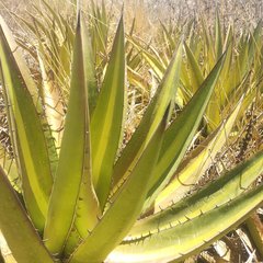 Agave angustiarum