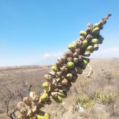 Agave angustiarum